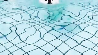 swimming dog