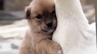 Dog baby loving duck mother