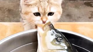 Cat vs fish funny
