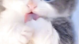 cute cat part 2
