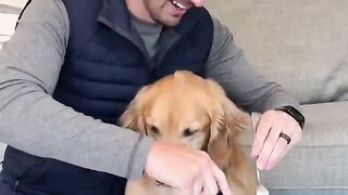 When_dad_calls_you_by_your_full_name_#goldenretriever_#dog_#shorts30