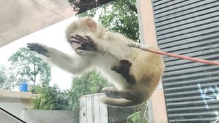 monkey jumping on car
