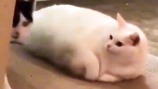 Cute fat cat