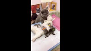 Cat funny loving and girl hiring the football