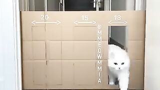 How to enter cat's cotton size