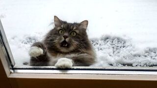 BEST CAT MEMES COMPILATION OF 2023 PART 3