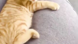 Funny cat..