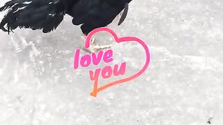 Aseel cock
