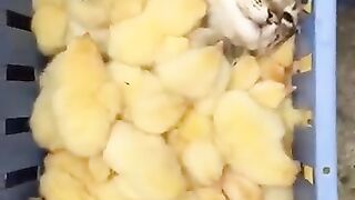 Cat with chicks