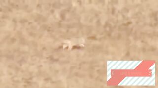 "The Majestic Beauty of Eagles in Flight"