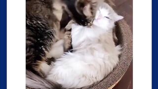 Most funny  cat
