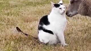 Cat are playing with the sheep