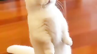 Funny cate