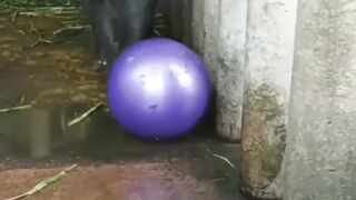 Funny elephant playing with ball