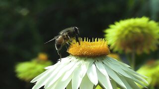Natural bee