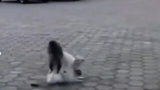انقضاض بهلواني ولا في الخيال