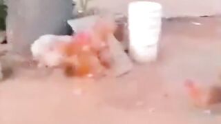 معركة عائلية بين ذيك وكلب