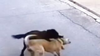 كلب شرس لا يرحم أحدا من الكلاب