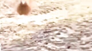 دجاجات متحدات في وجه قط ماكر