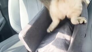 Cats Set belt