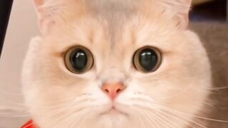 Kucing lucu bisa nyanyi