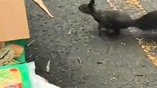 Tupay nyuri kentang