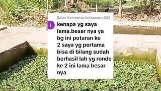 Jangan paksa ikan lele untuk mengikuti kita
