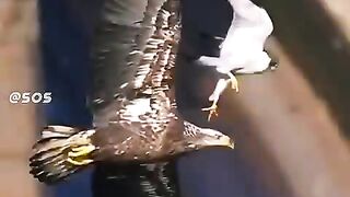 top-five-best-peregrine-falcon-attacks