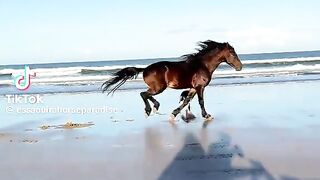 Horse ???? reading