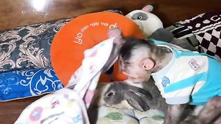 Friend ship animal
