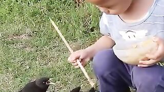 একটা বাচ্চা শালিক পাখিদের খাবার খাওয়াচ্ছে