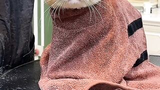 Kucing lucu sedang pangkas rambut