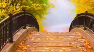 Autumn view