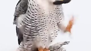 the-fastest-flying-bird-in-the-world