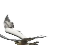 peregrine-falcon-attacks-pelicans