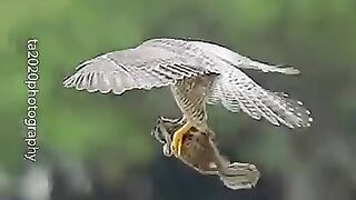 peregrine-falcon-aka-maxine-has-to-retrieve-prey-after-her-offsprings-fail-to-catch