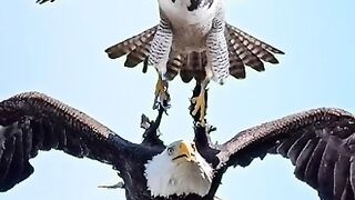 top-5-peregrine-falcon-attacks