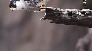 in-a-controlled-dive-the-peregrine-falcon-can-reach-speeds
