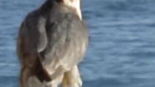 peregrine-falcon-hunting-a-huge-prey