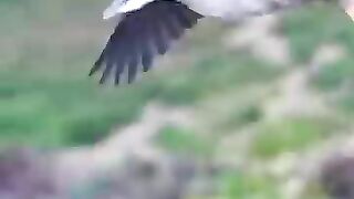 crazy-chasing-from-peregrine-falcon-and-horrifying-scream-from-great-blue-heron