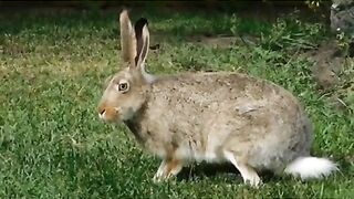 Facts About Rabbit