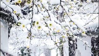 Snowfall