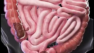 Gut Movements Unveiled: A 3D Journey into Peristalsis and Digestion#gutmoves  #digestionjourney