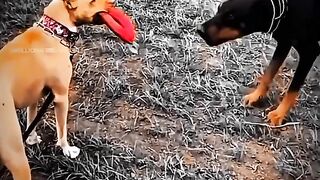 Dogs dog