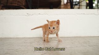 How to Feed Your Kitten Right ???? | Easy Tips for New Cat Owners!