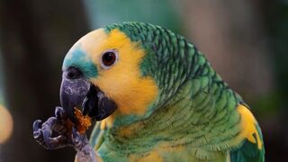 ANIMALS OF AMAZON RAINFOREST