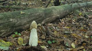 ????Building a Warm and Cozy Hollow for Survival, in the root of a fallen spruce. Secret cave, Bushcraft  ????#720p