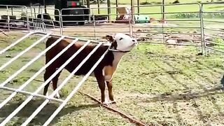 Start to farm