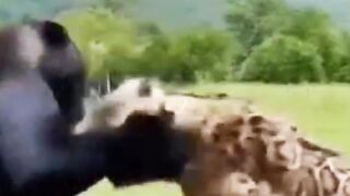 عراك الموت بين نمر أسود وآخر مزكرش