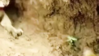 قطة وجها لوجه مع افعى عملاقة